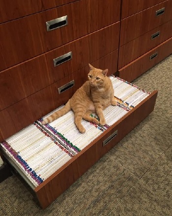 Pumpkin sitting on top of files in a file drawer
